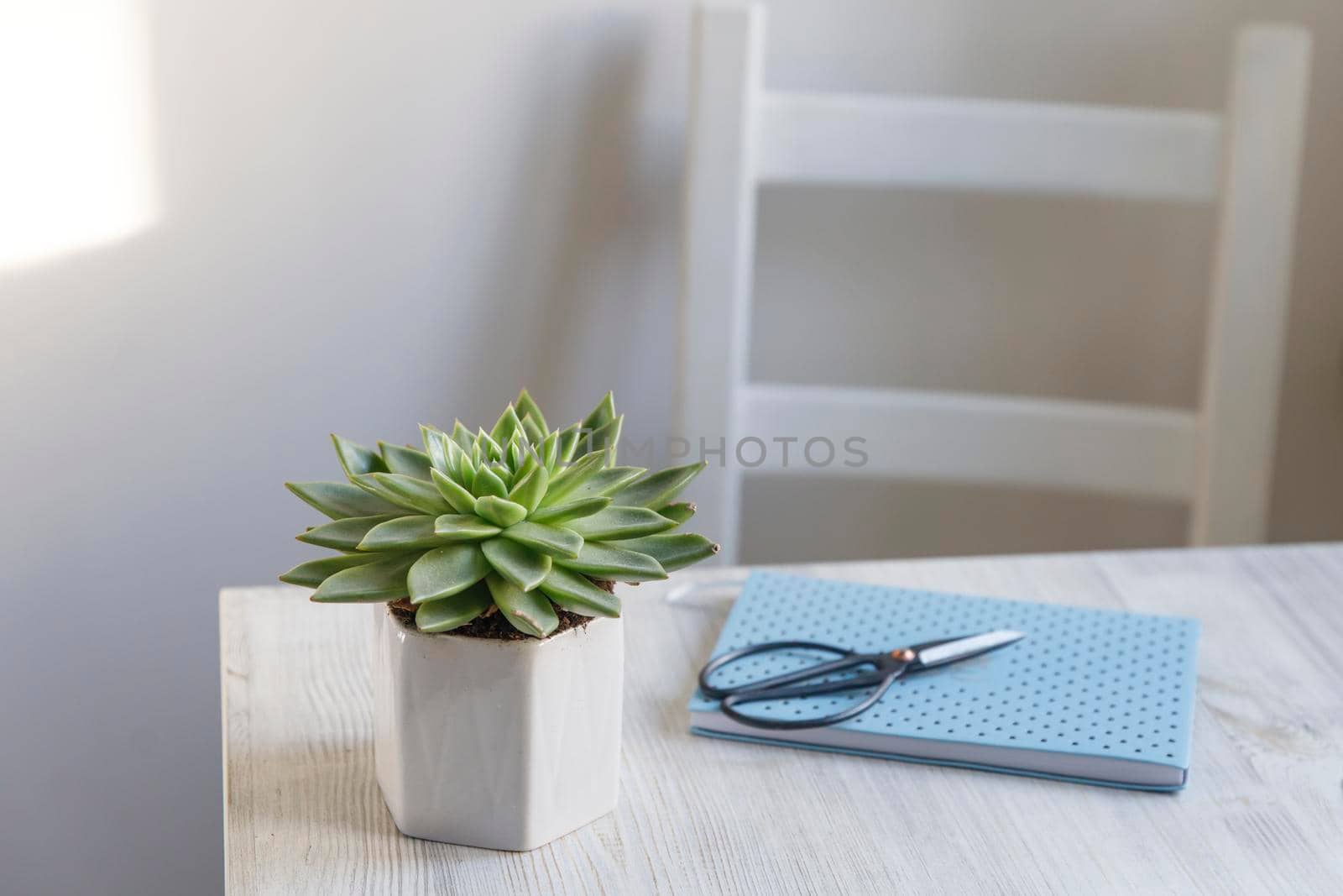 Echeveria in a beautiful ceramic pot on a beige table next to a white spring notepad in the kitchen as an interior decoration. Place for text. Copy space