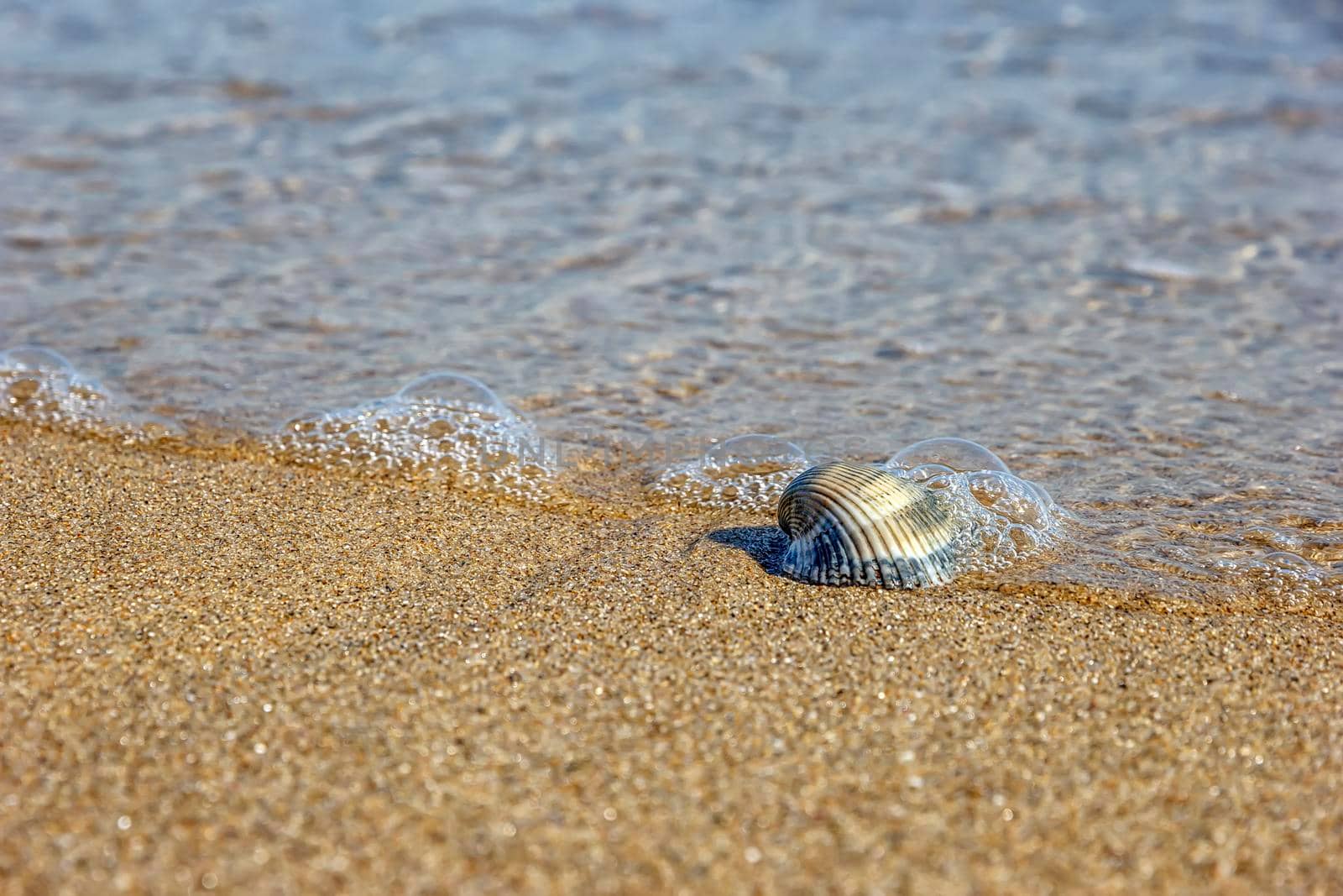 wave over seashell on the beach, Idyllic nature view on the beach.