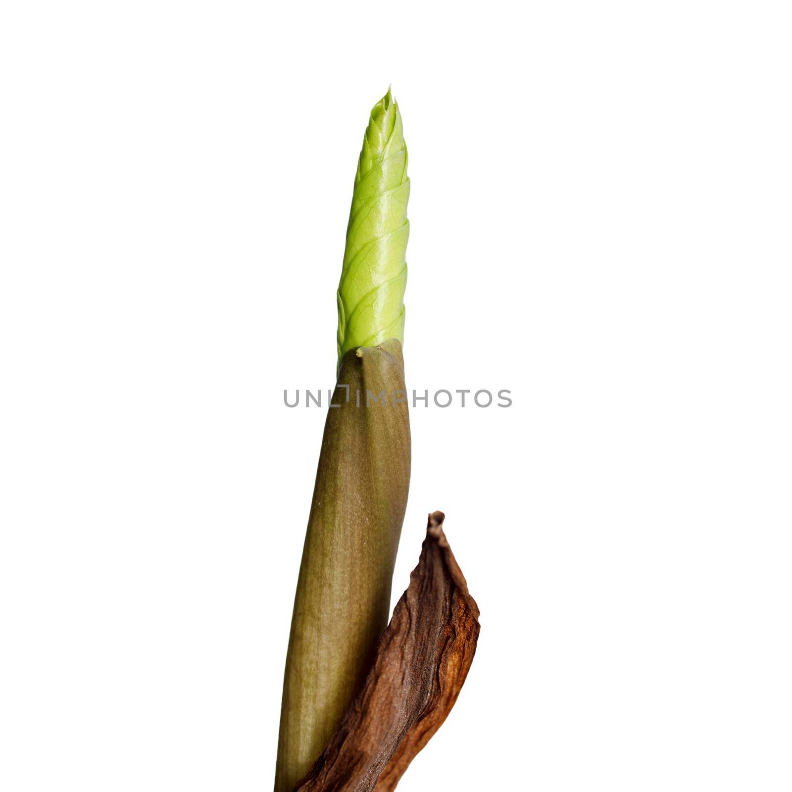 Fresh zamiokulkas sprout is isolated on white