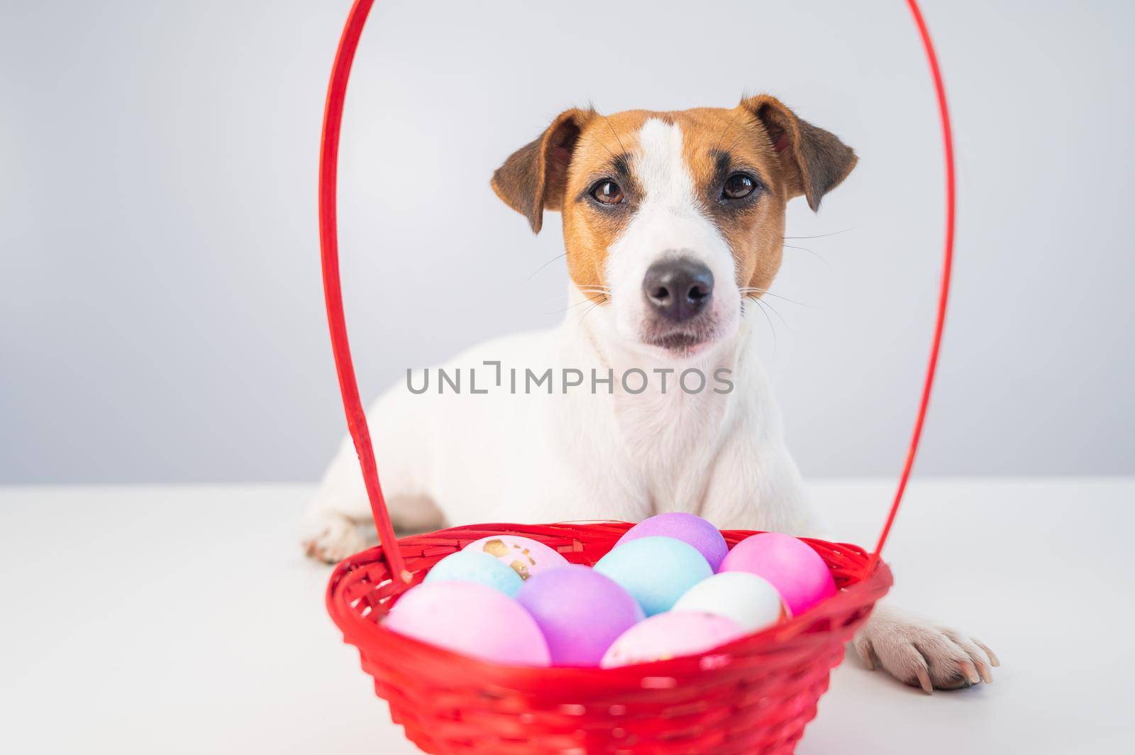 Portrait of doggy Jack Russell Terrier with a red basket with colorful eggs for Easter on a white background by mrwed54