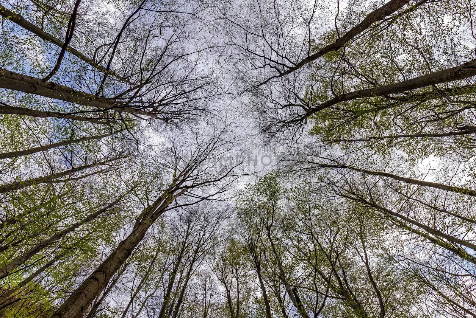 Tall trees in forest viewed from bottom to top by EdVal