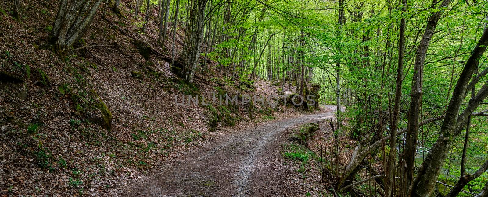 walkway road in a wild forest in mountain