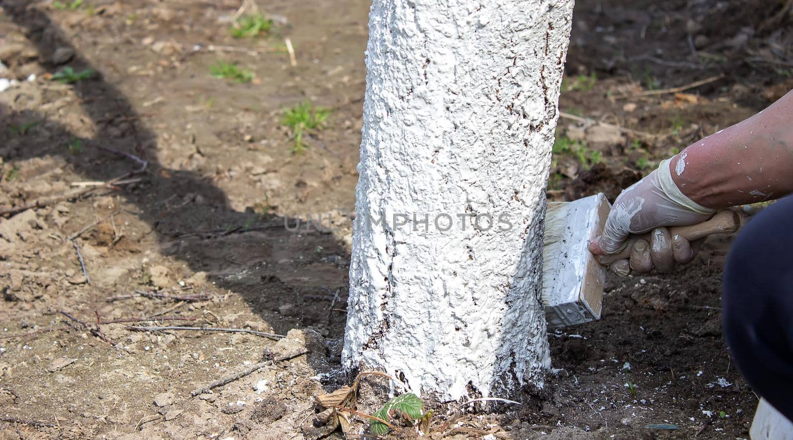 Girl whitewashing a tree trunk in a spring garden. Whitewash of spring trees, protection from insects and pests.selective focus