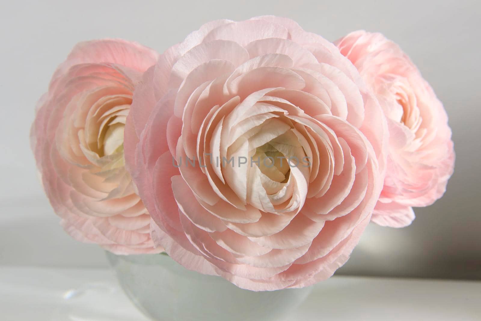 Three pale pink ranunculus in a transparent round vase on the white windowsill. Copy space. Place for text