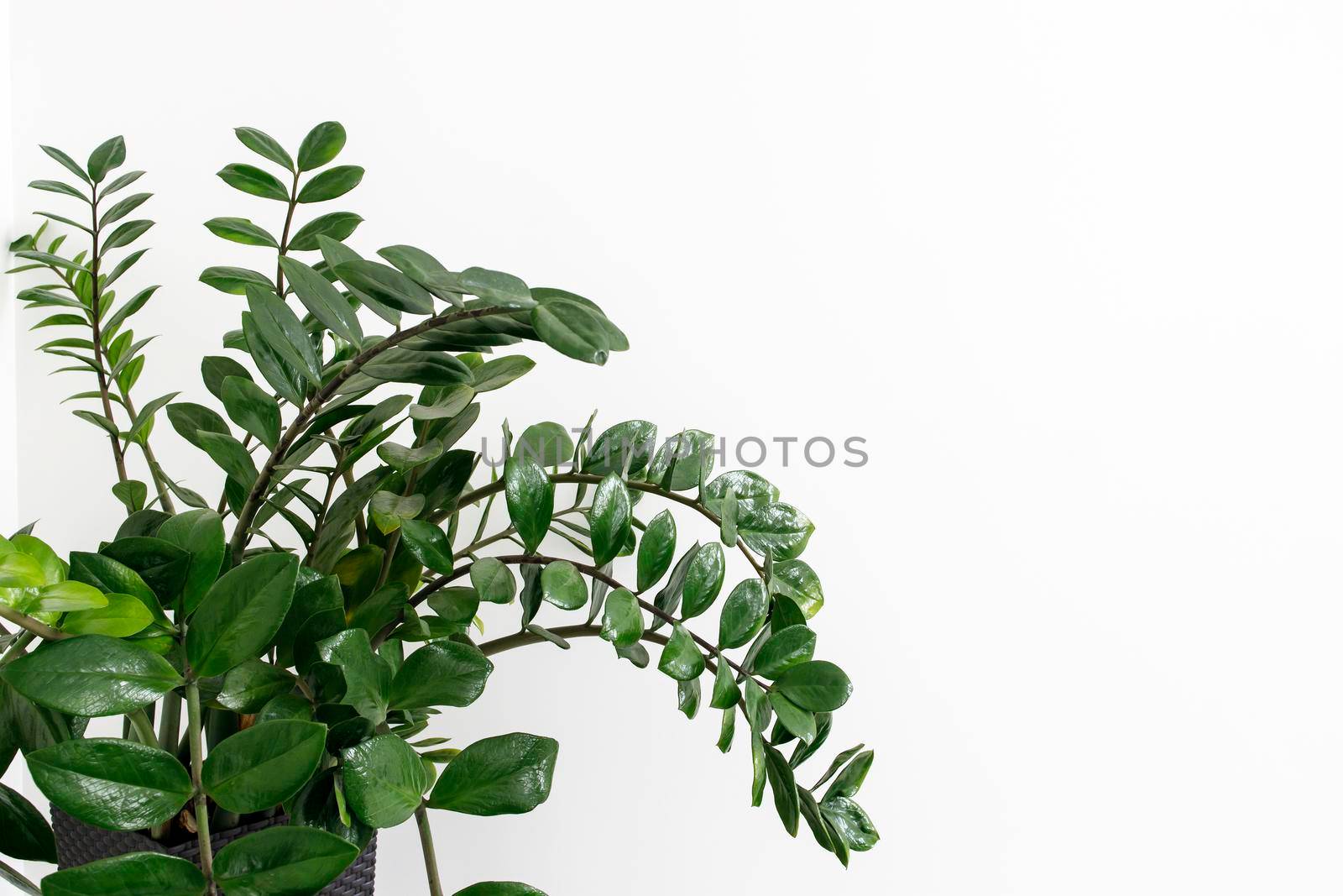 Zamioculcas plant. Fragment of a plant and a fresh shoot against a white wall by elenarostunova