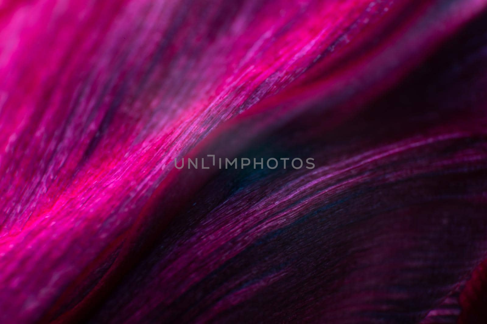 Extreme macro Bright close-up of a flower petal in pink. Abstract flower petal texture background. by yanik88