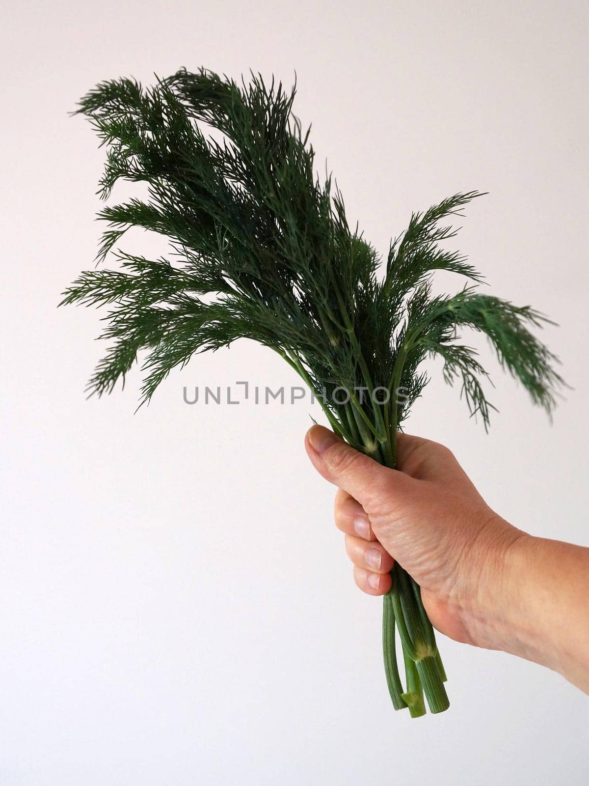 a bunch of fresh dill in a female hand on a white background by Annado