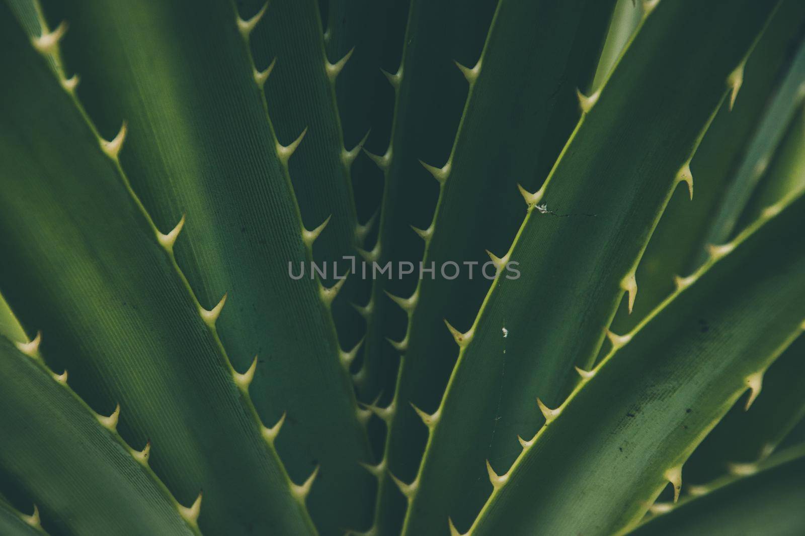 Close up of thorny green Agave Leaves by Sonnet15