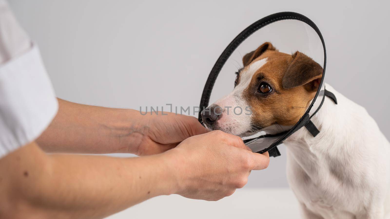 A veterinarian puts a plastic cone collar on a Jack Russell Terrier dog after a surgery. by mrwed54