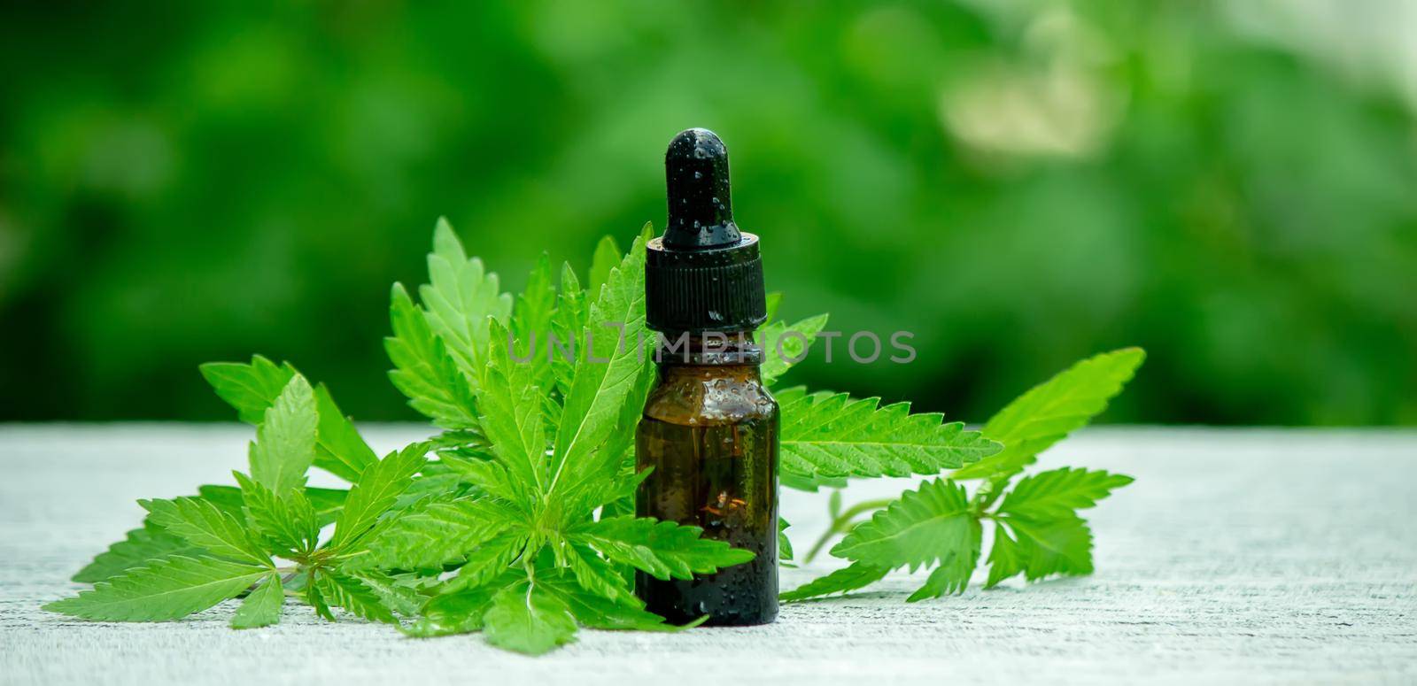 Cannabis herb and leaves for treatment broth, tincture, extract, oil. Selective focus.