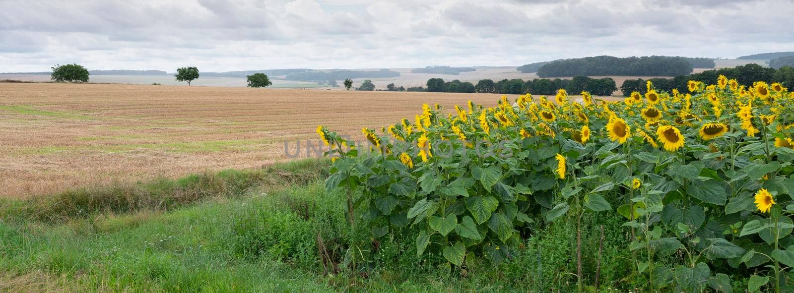 panorama picture with field of sunflowers in rural countryside of northern france near city of reims under cloudy sky in summer