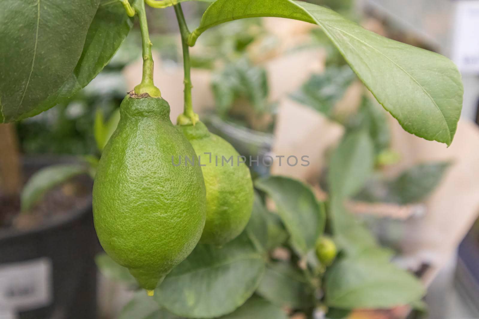 the fruits of a green lemon on a branch on the shelves of stores. High quality photo