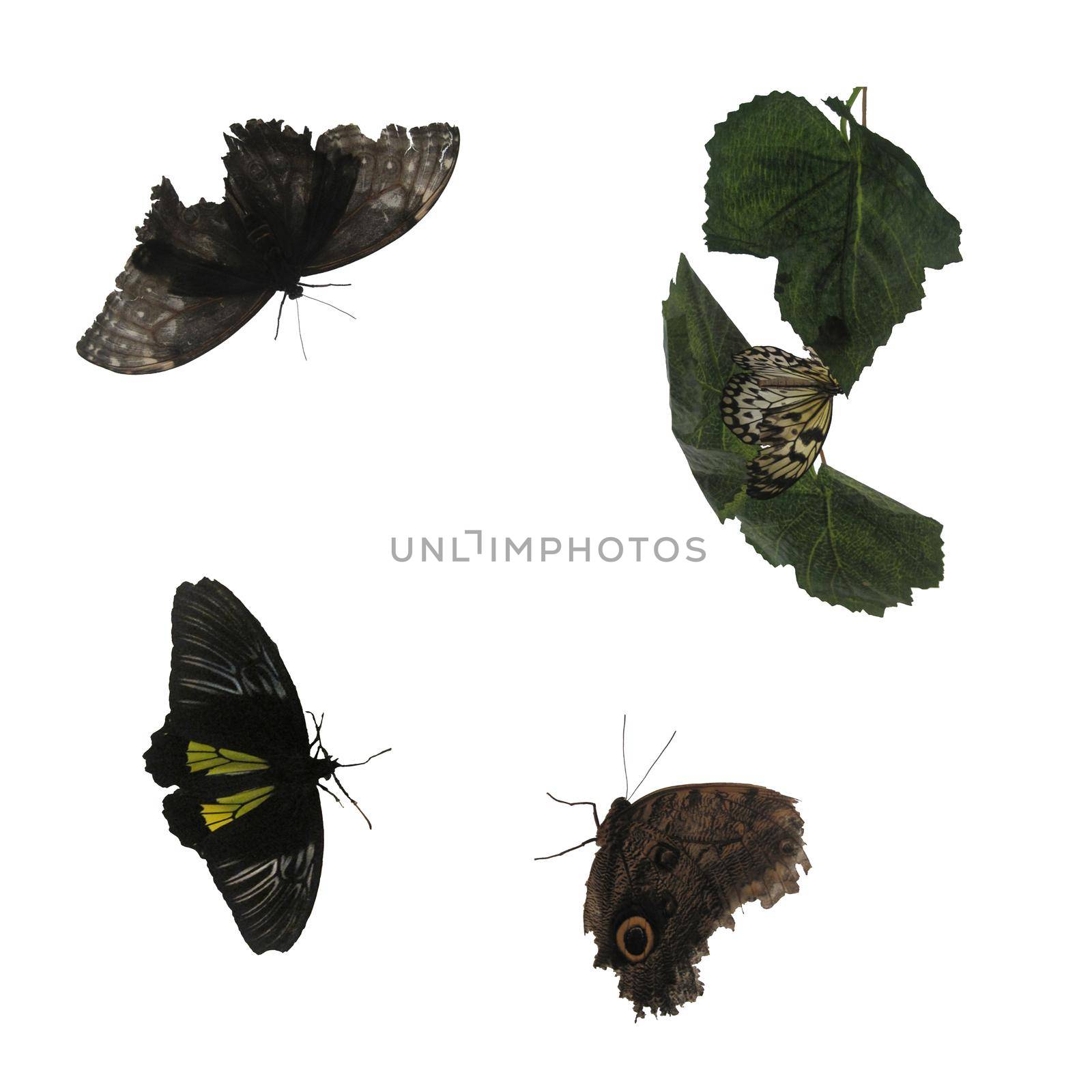 Set of the black and white moths on the white background. Butterfly and little green branch.