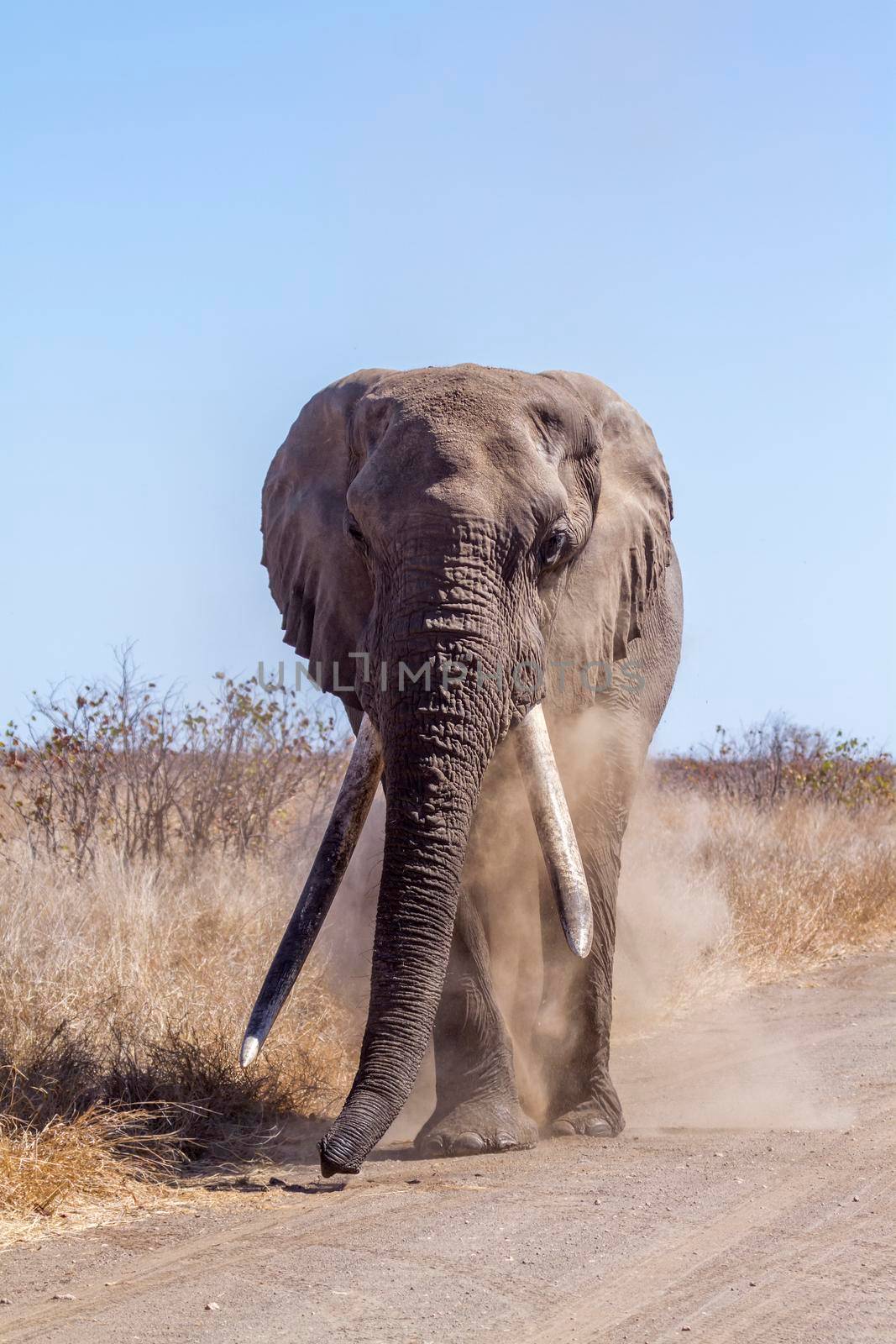 African bush elephant in Kruger National park, South Africa ; Specie Loxodonta africana family of Elephantidae