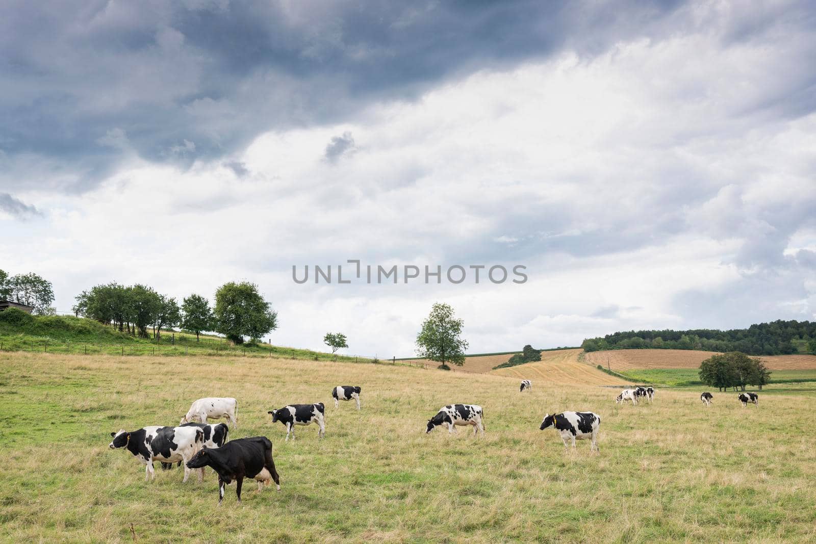 summer countryside landscape with green meadows and cows in french ardennes near charleville by ahavelaar