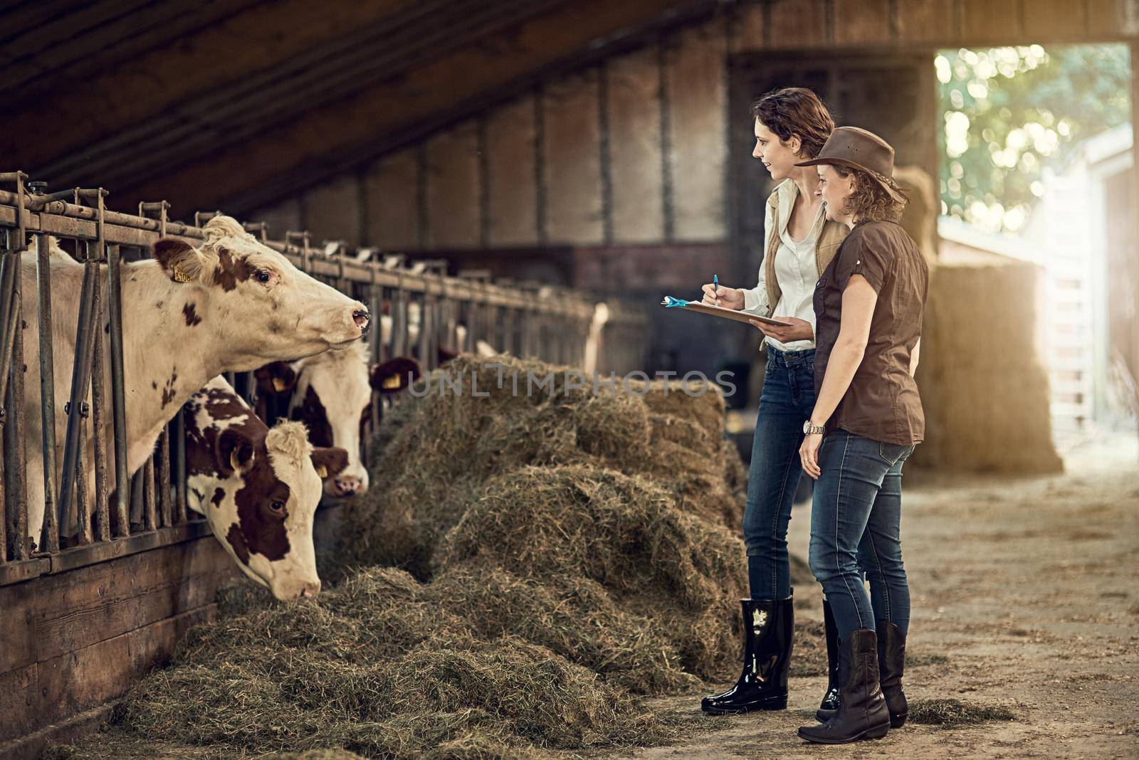 Shot of two female farmers taking care of their cattle in the barn.
