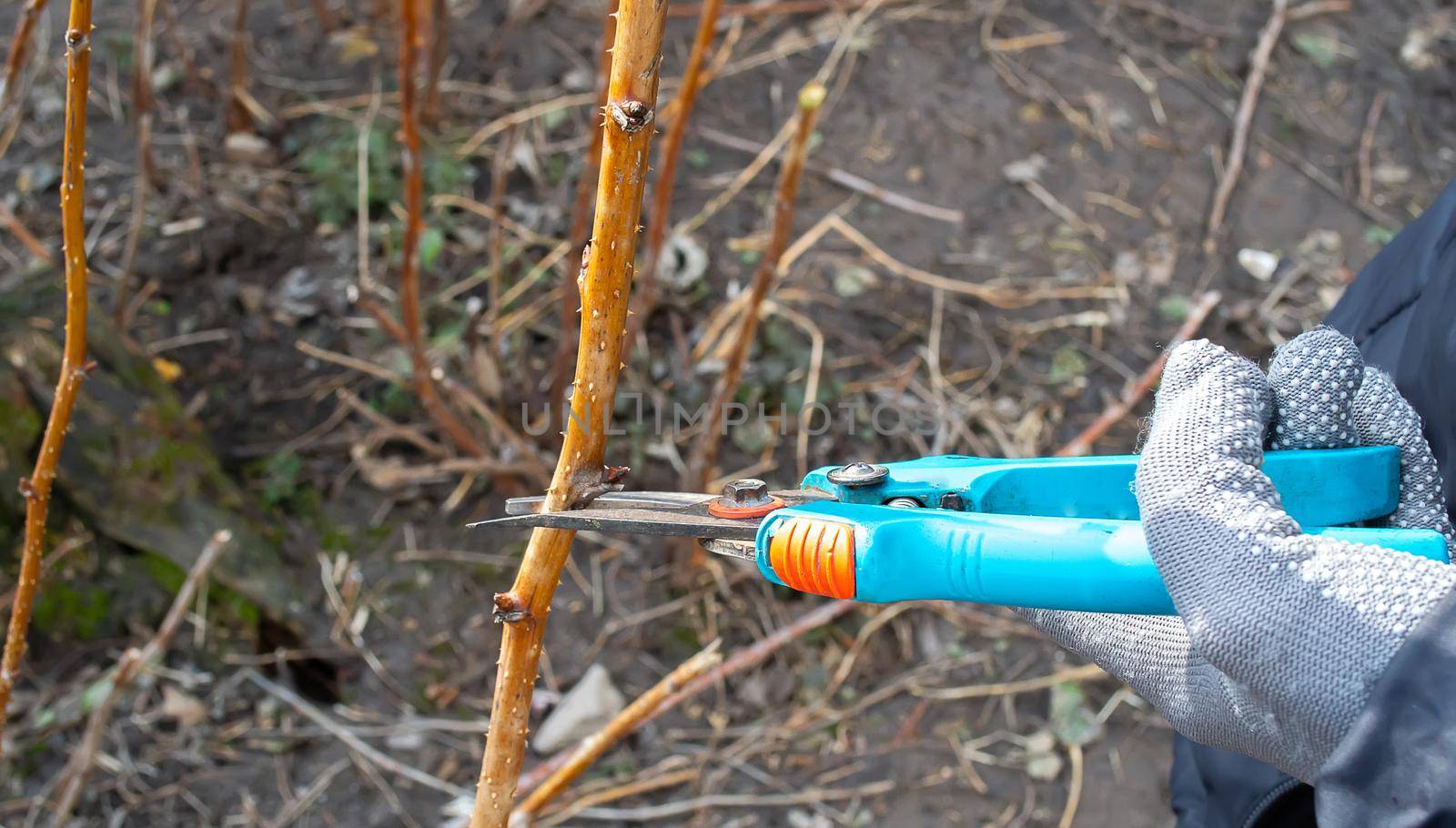 Pruning an fruit tree - Cutting Branches at spring