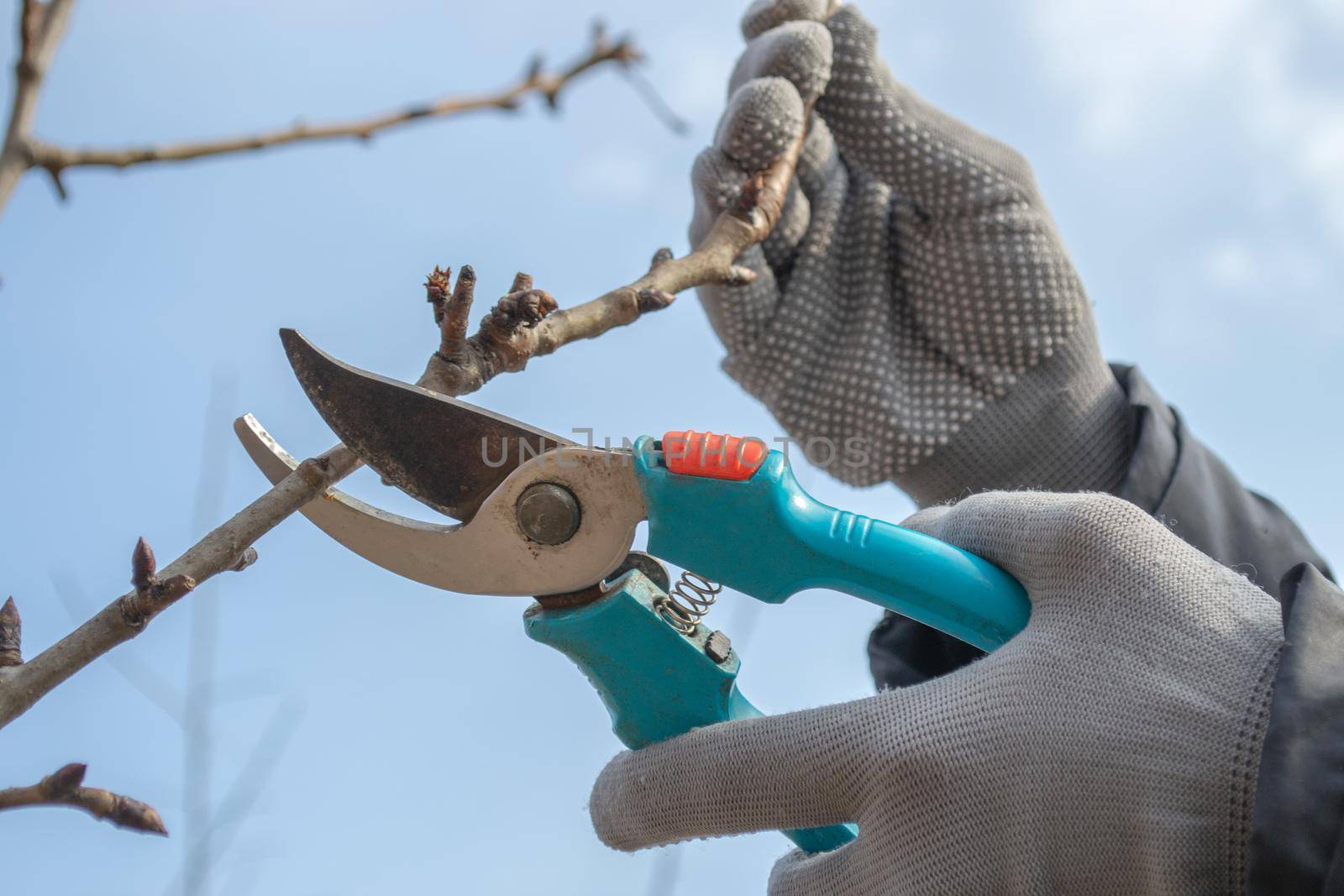 Pruning an fruit tree - Cutting Branches at spring