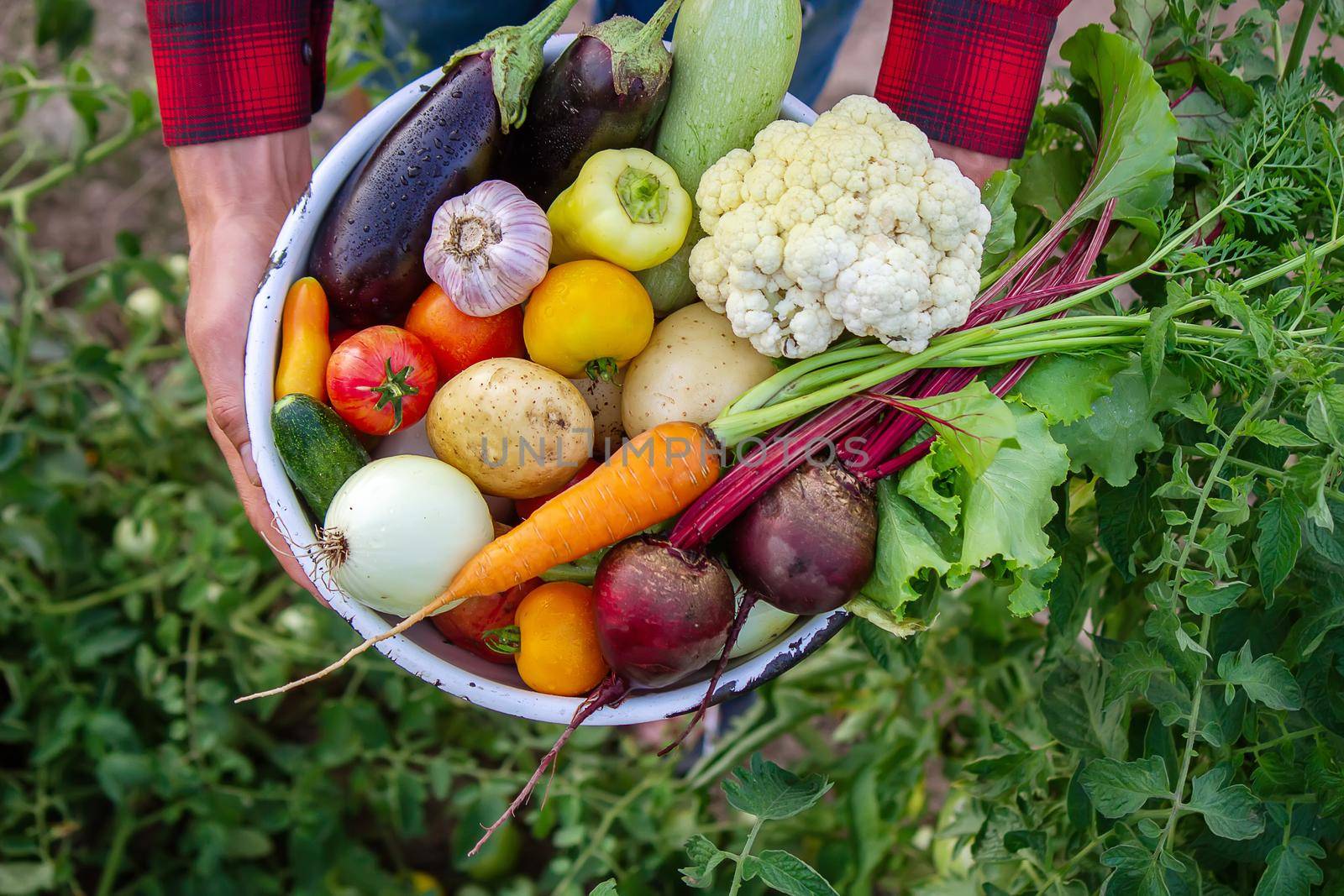 a man holds vegetables from a farm in Minsk. Nature