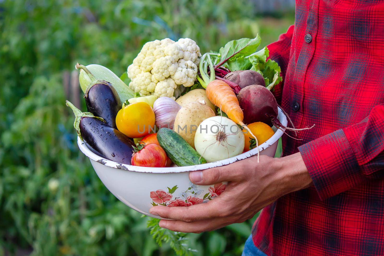 a man holds vegetables from a farm in Minsk. Nature