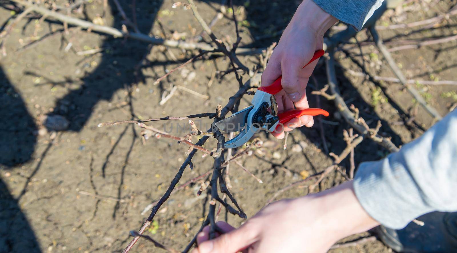 pruning branches with pruning shears.