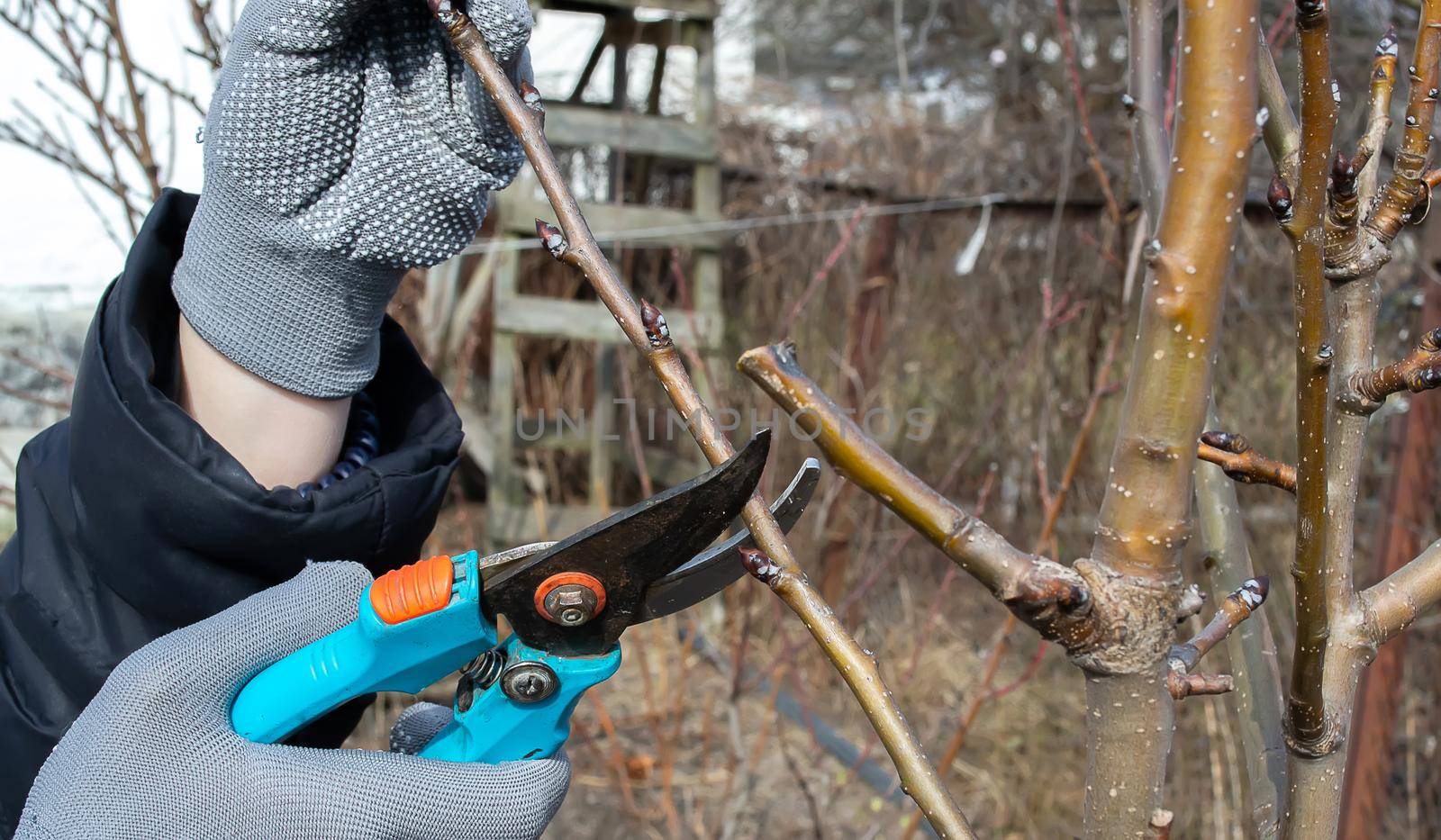 Pruning an fruit tree - Cutting Branches at spring