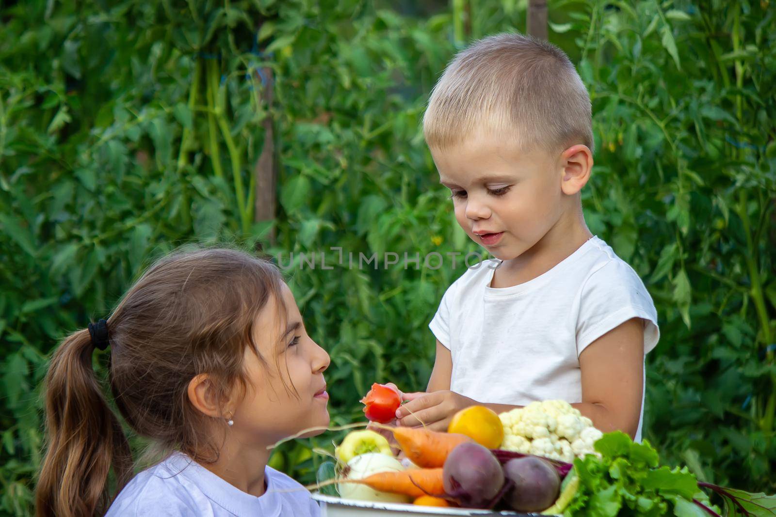 vegetables in the hands of children on the farm. Selective focus. Nature