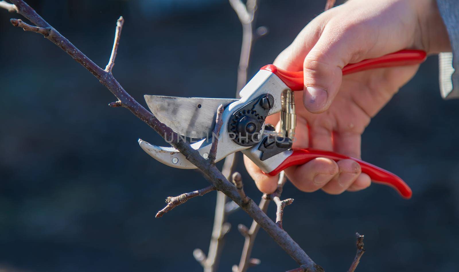 pruning branches with pruning shears.