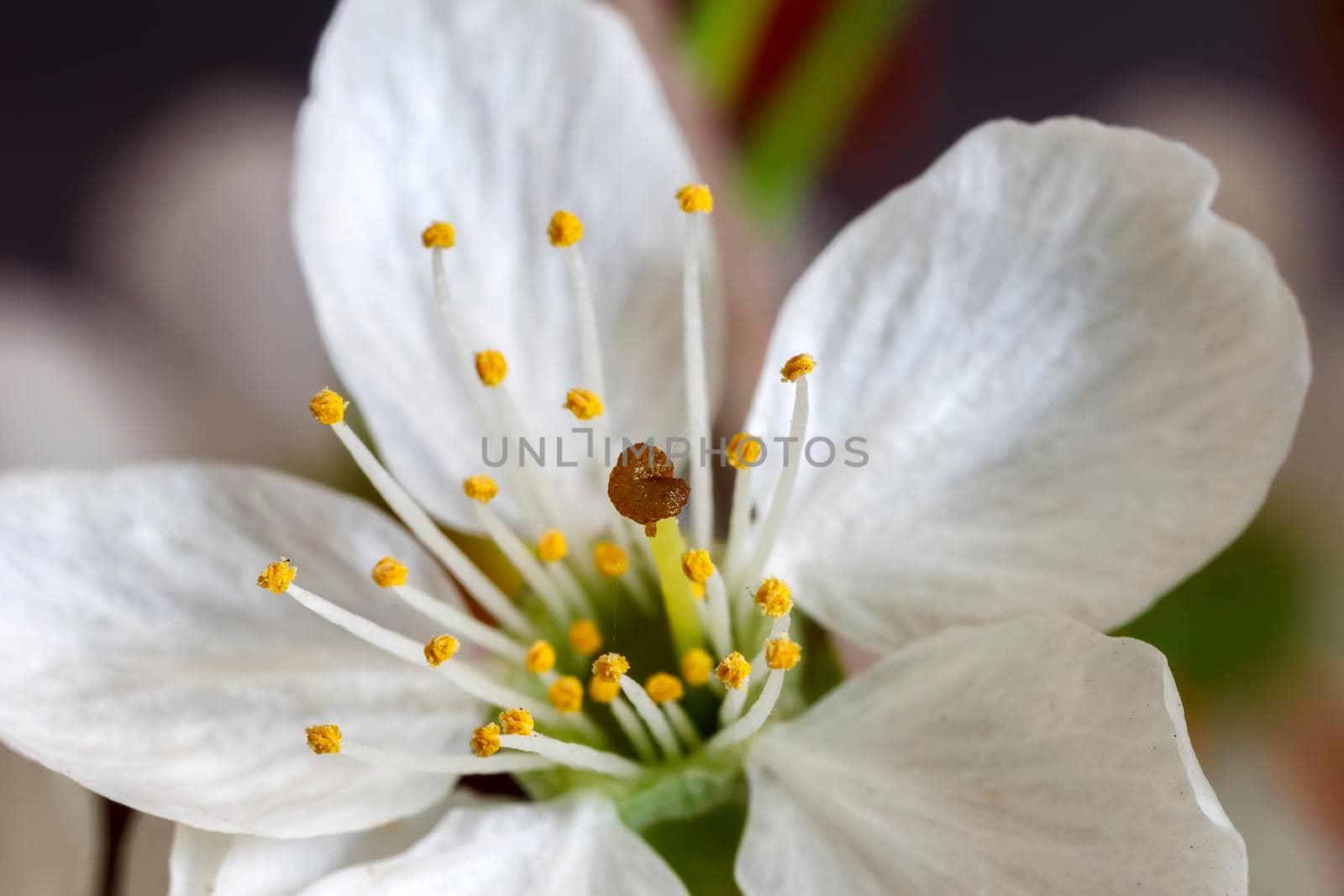 Macro view of blossom spring flower a blurred background by EdVal