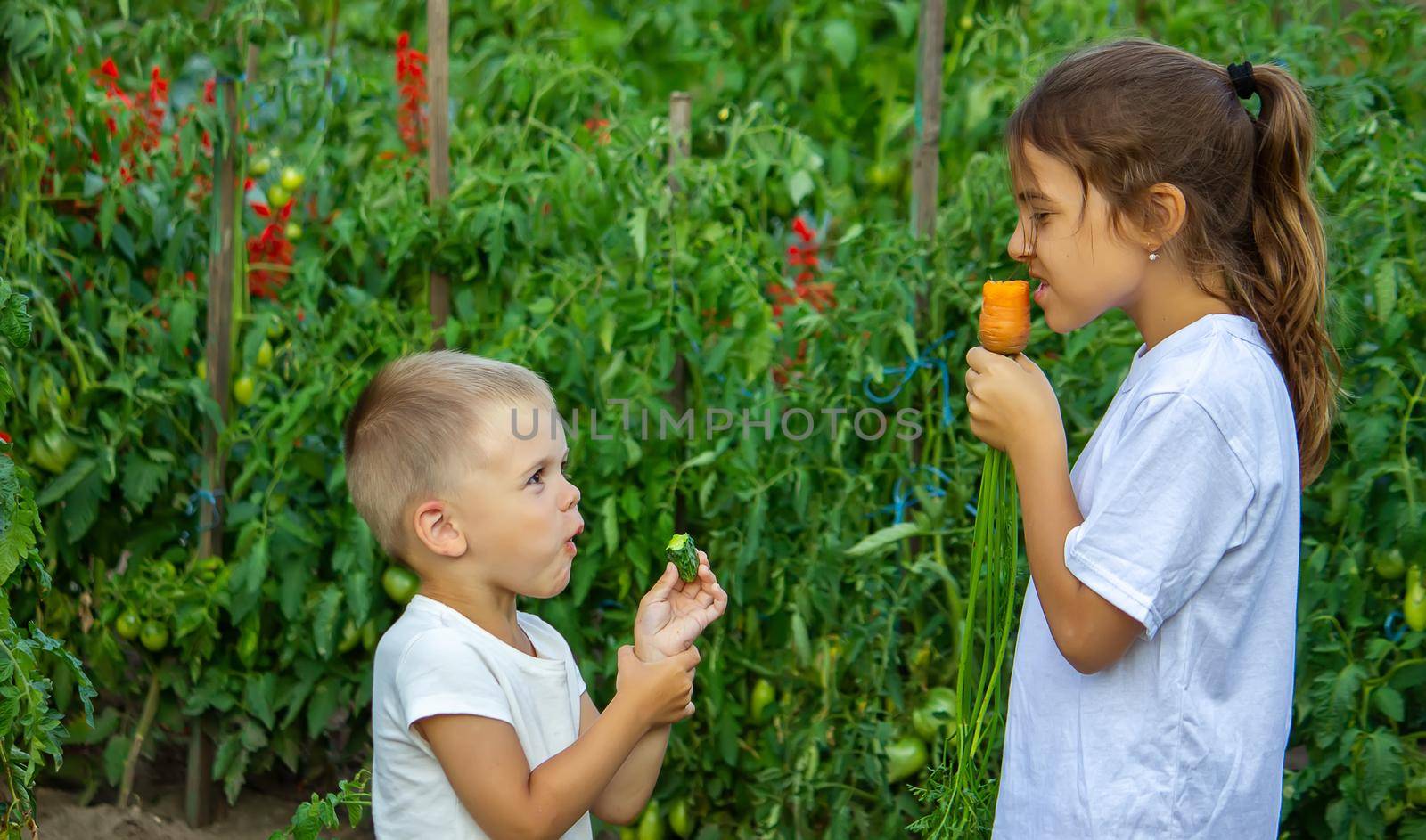 vegetables in the hands of children on the farm. Selective focus. Nature