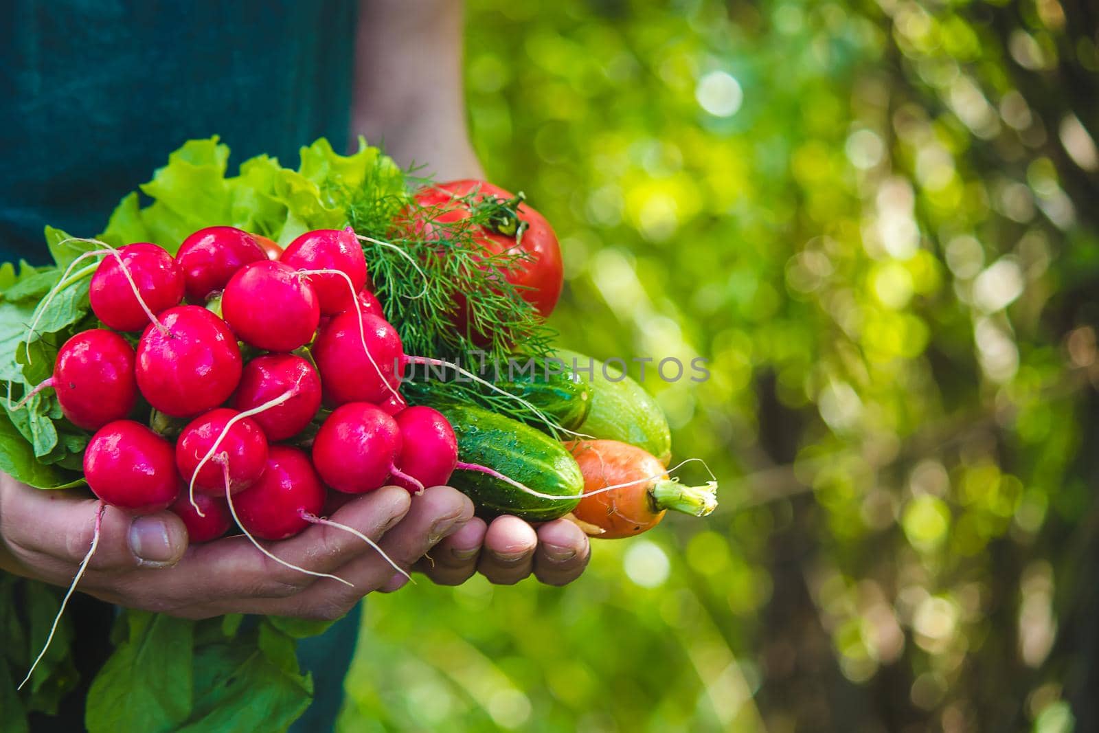 farmer in blue clothes holds ripe vegetables in his hands. Carrots, pink radishes, zucchini, cucumber, onions. No plastic, no waste, ecology Selective focus