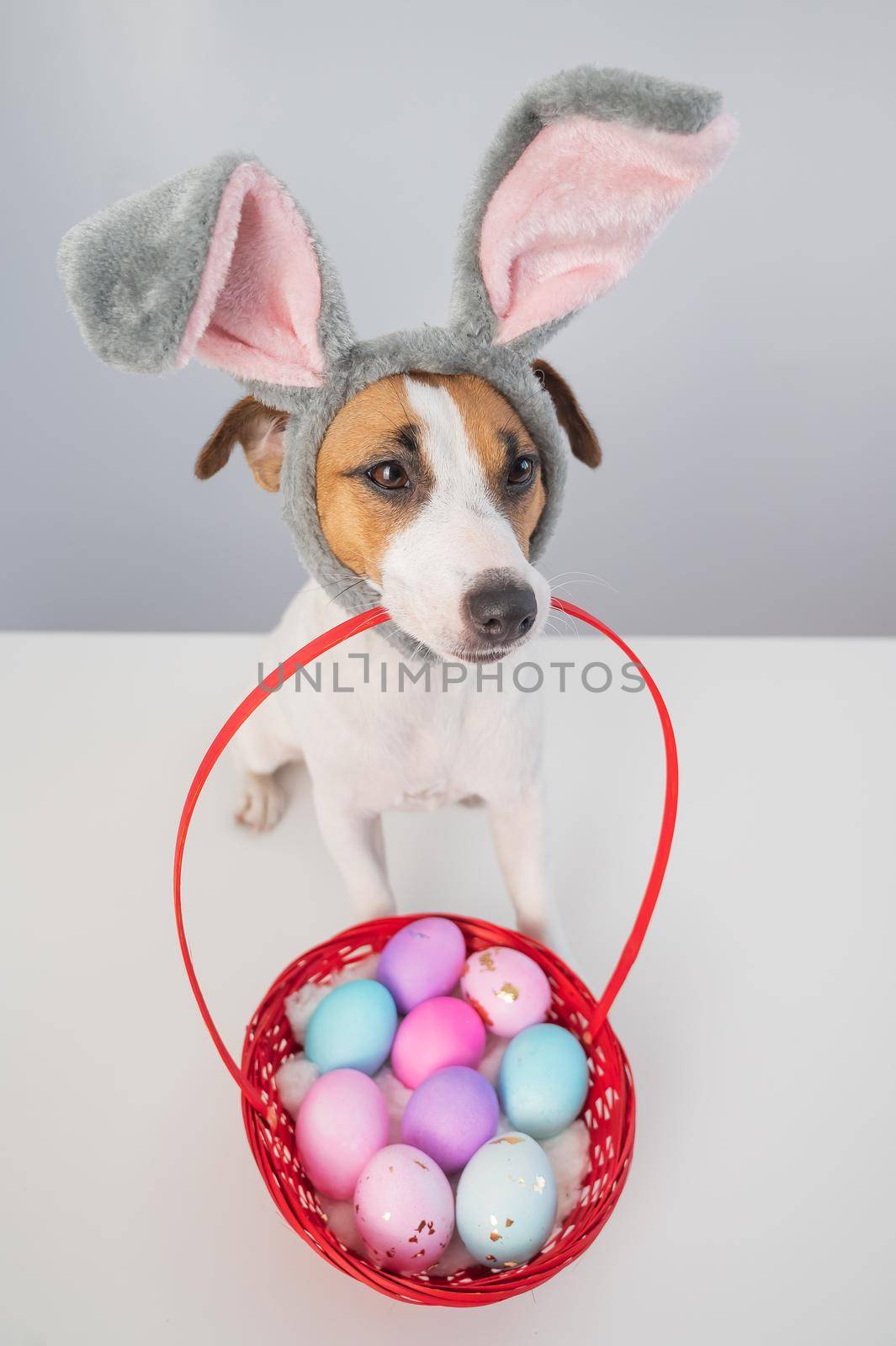 Top view of cute jack russell terrier dog in a bunny rim holding a basket with painted easter eggs on a white background. by mrwed54
