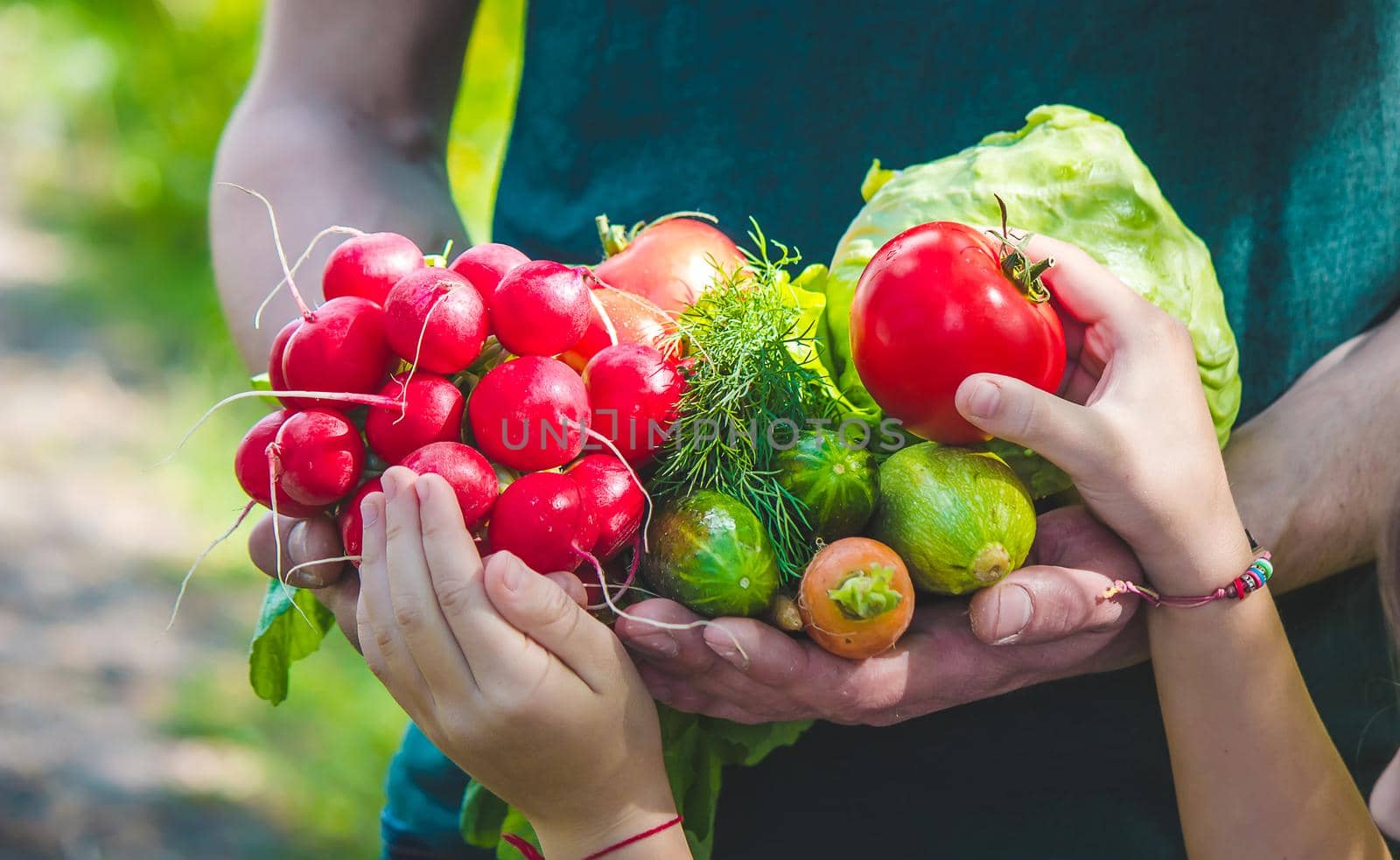 A man and his child in the garden with vegetables in their hands. Selective focus. nature.