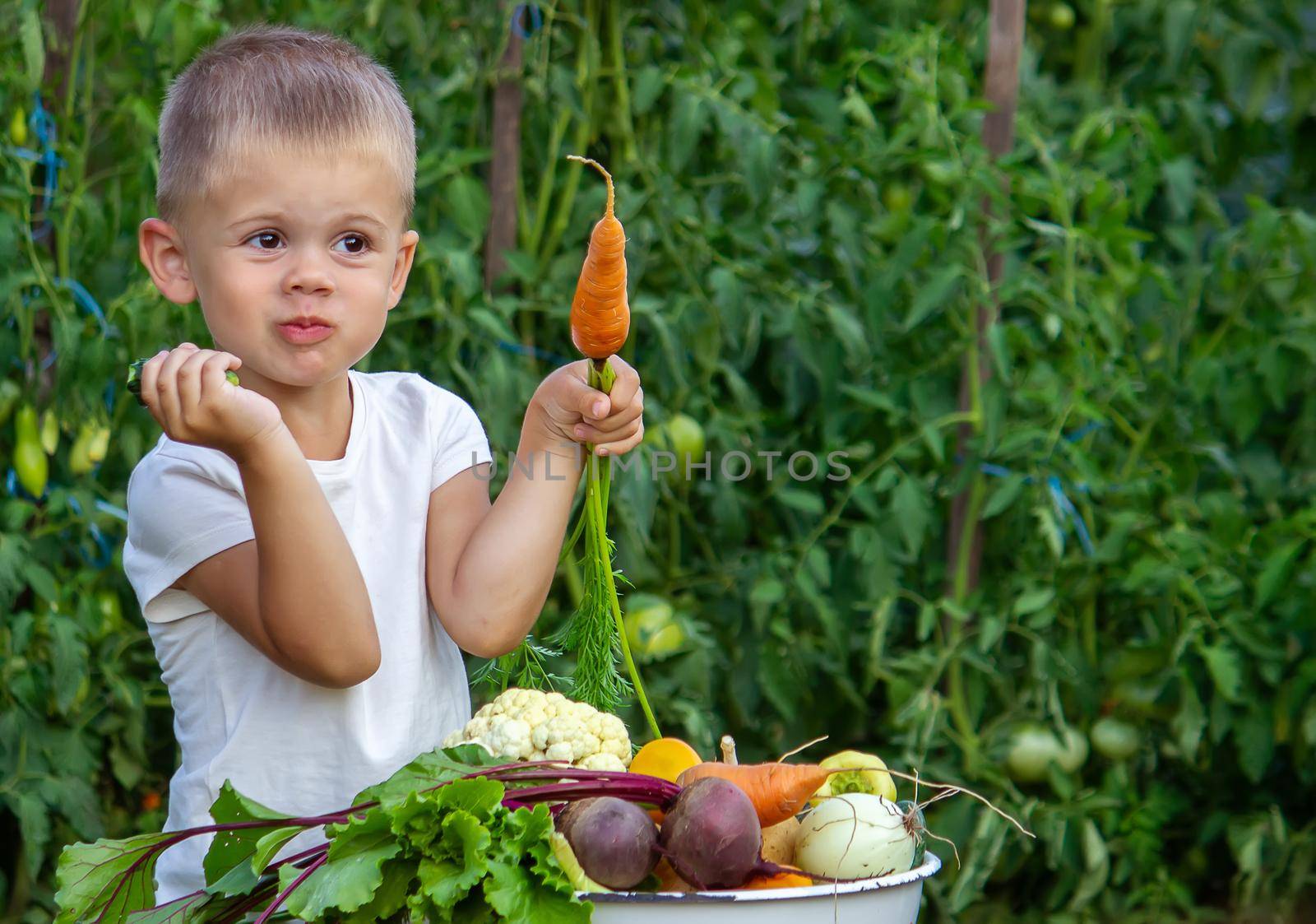 vegetables in the hands of children on the farm. Selective focus. Nature