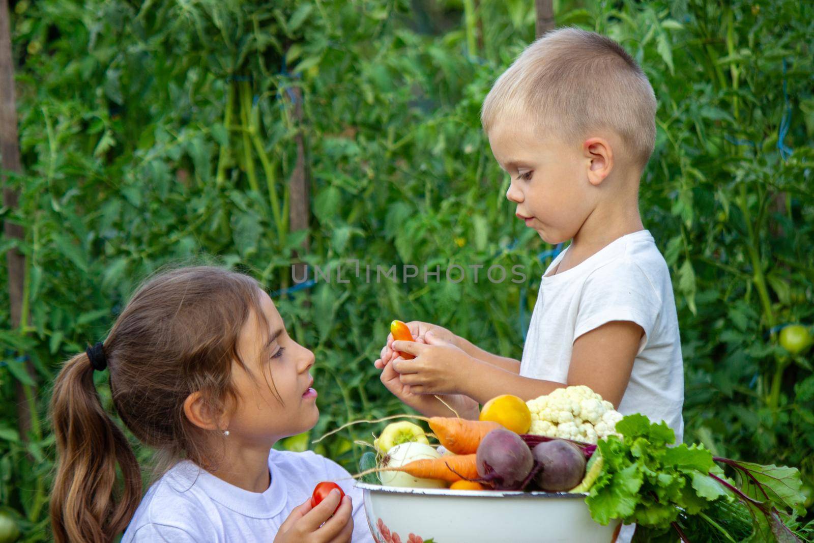 vegetables in the hands of children on the farm. Selective focus. Nature