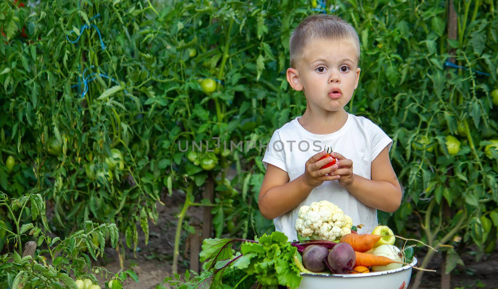vegetables in the hands of children on the farm. Selective focus. Nature