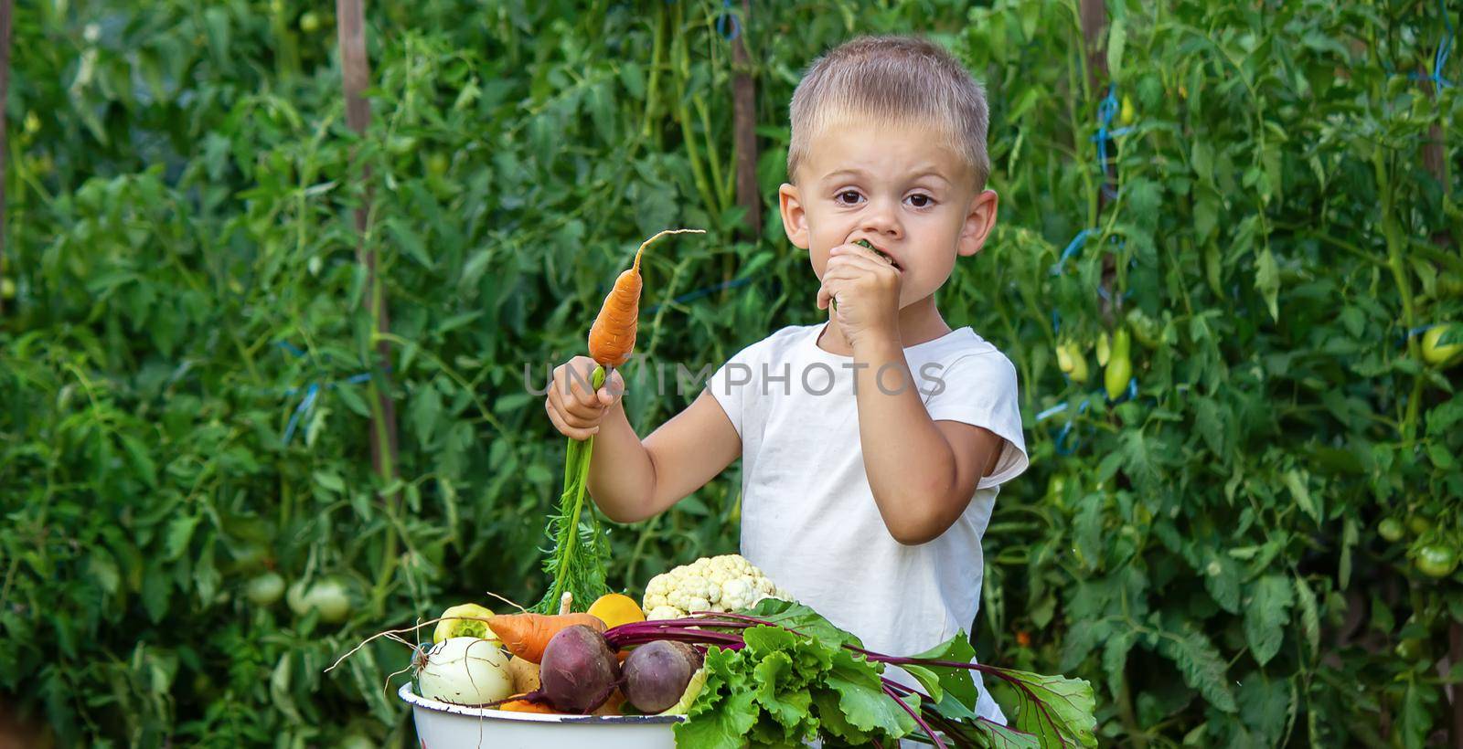 vegetables in the hands of children on the farm. Selective focus. Nature