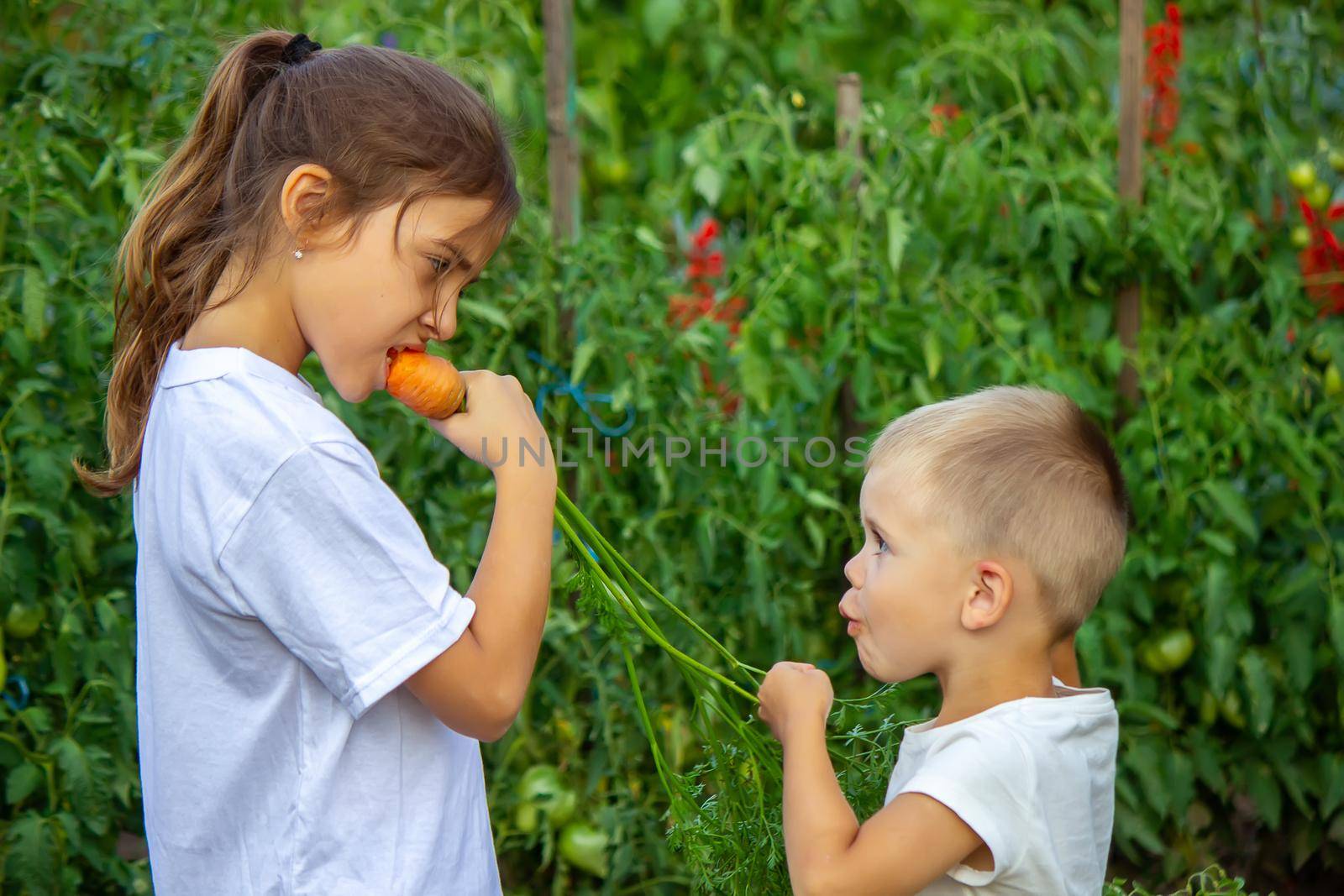vegetables in the hands of children on the farm. Selective focus. Nature
