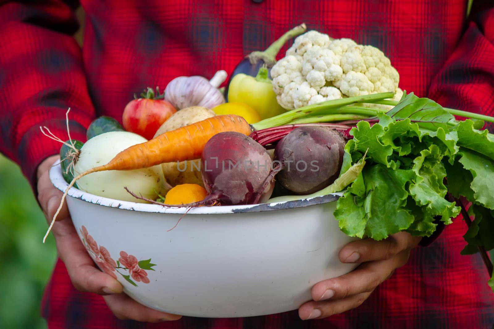 a man holds a bowl of fresh vegetables from the farm in his hands. Nature. Selective focus