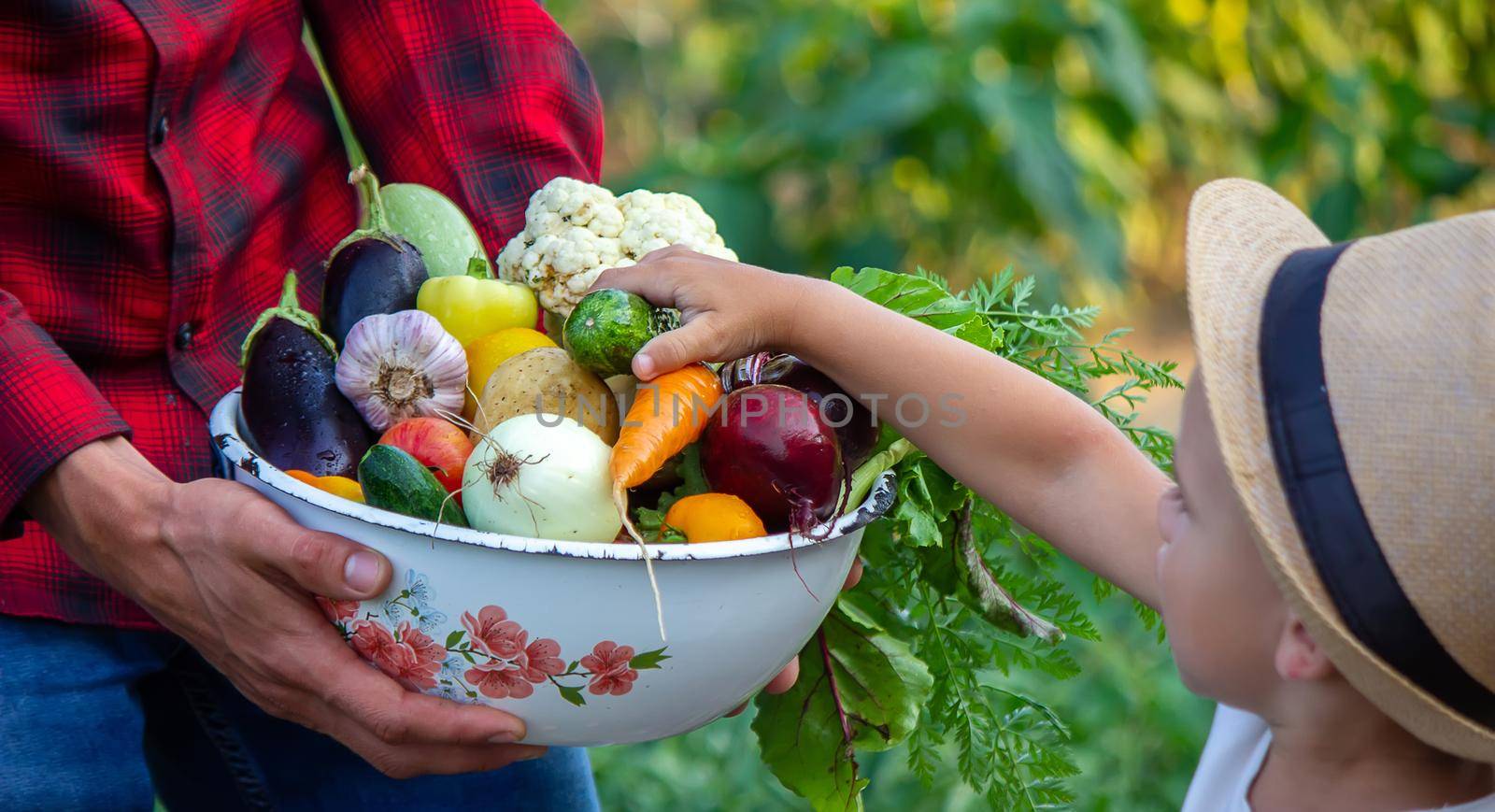 a man holds a bowl of fresh vegetables from the farm in his hands. Nature. by Anuta23