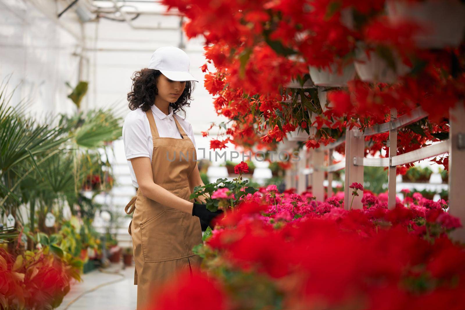 Pretty female florist arranging flowers pots at greenhouse. Young woman wearing white cap, beige apron and black gloves. Concept of cultivation and plants.