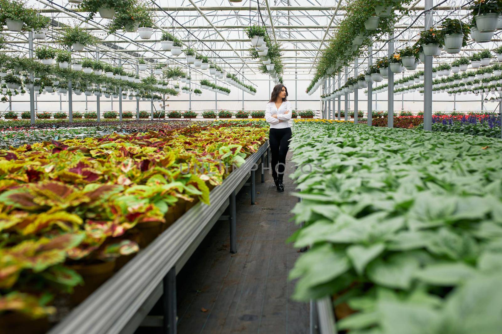 Attractive woman dressed in formal clothes walking at large greenhouse with various green plants. Female manager controlling growing process of houseplants.