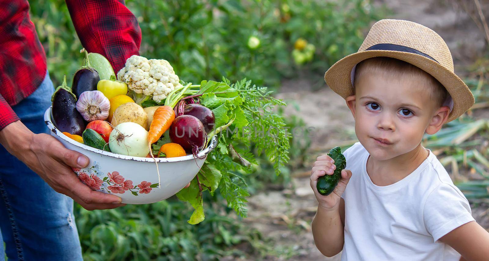 a man holds a bowl of fresh vegetables from the farm in his hands. Nature. by Anuta23