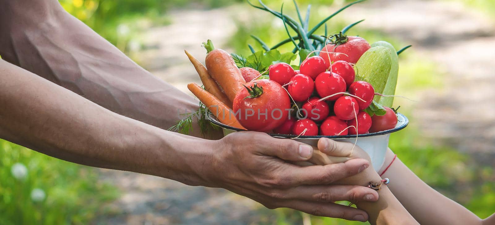 A man and his child in the garden with vegetables in their hands. Selective focus. nature.