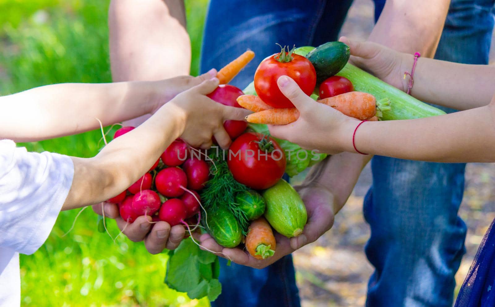 A man and his child in the garden with vegetables in their hands. Selective focus. nature.