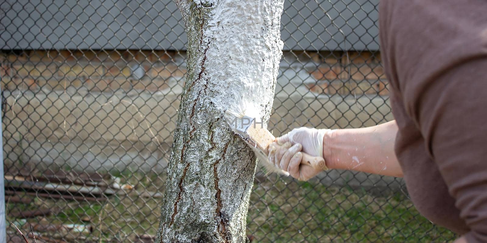 Girl whitewashing a tree trunk in a spring garden. Whitewash of spring trees, protection from insects and pests.selective focus