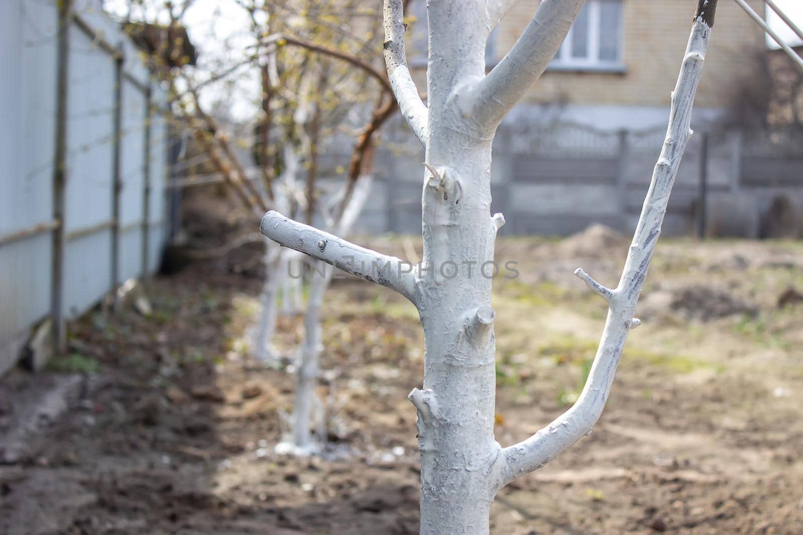 Girl whitewashing a tree trunk in a spring garden. Whitewash of spring trees, protection from insects and pests.selective focus