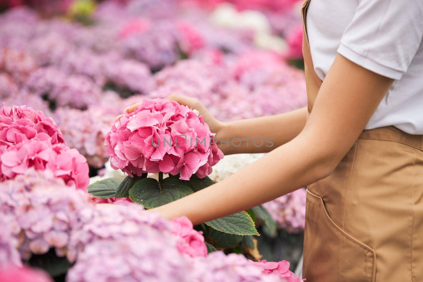 Close up of female florist in beige apron taking care of pink blooming hydrangea at greenhouse. Young woman gardening amazing flower at work.
