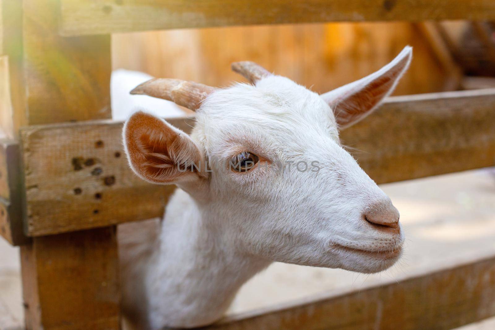 The head of a curious white goat standing in a wooden corral on a farm. Close. copy space