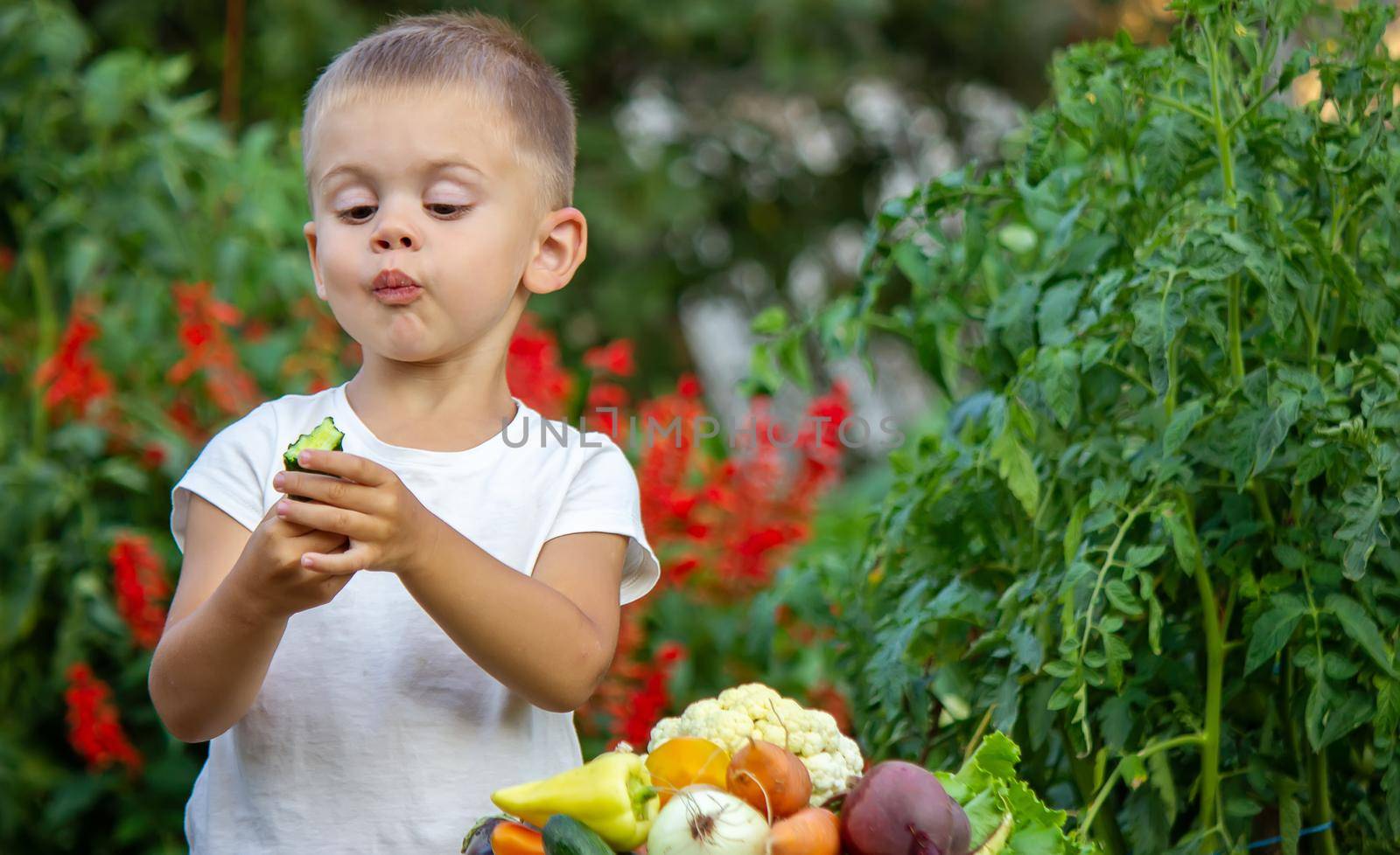vegetables in the hands of children on the farm. Selective focus. Nature